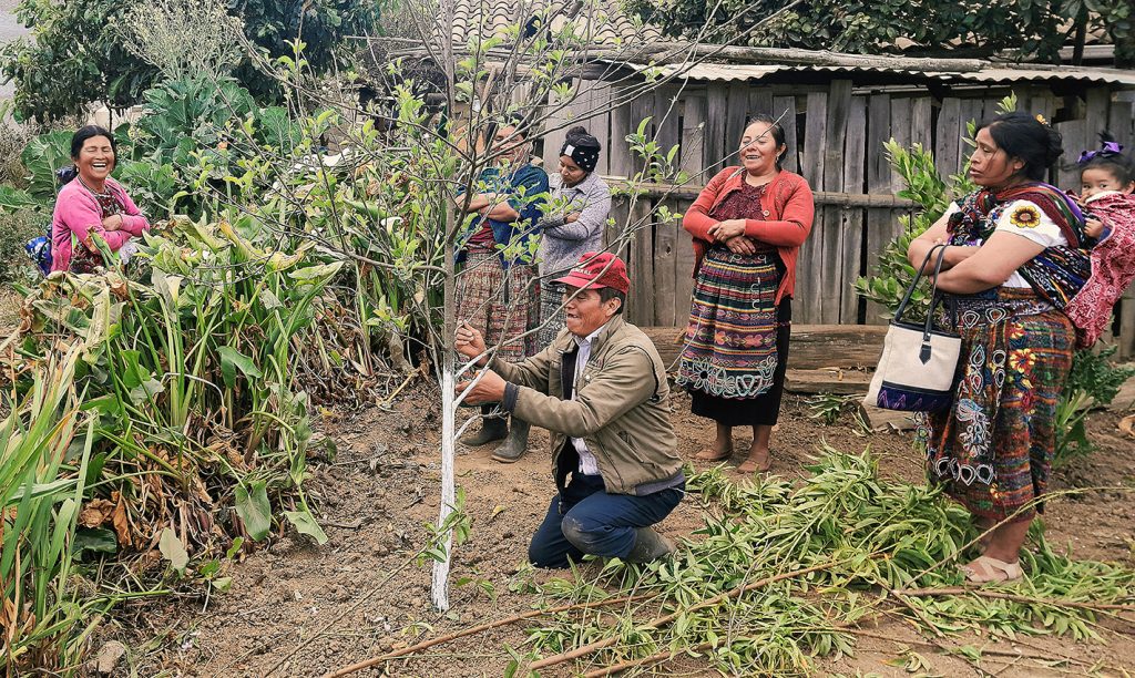 intensificación adopción de prácticas agroecológicas y diversificación de los sistemas de producción y mercados por indígenas y campesinos de guatemala