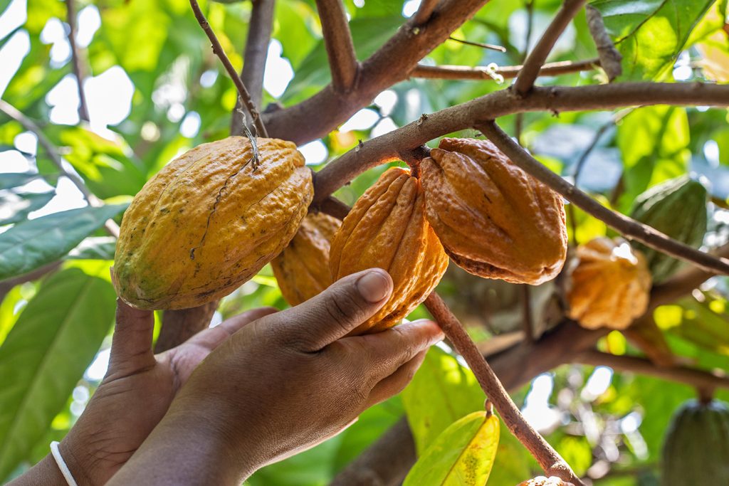 proyecto cacao bioandino ii