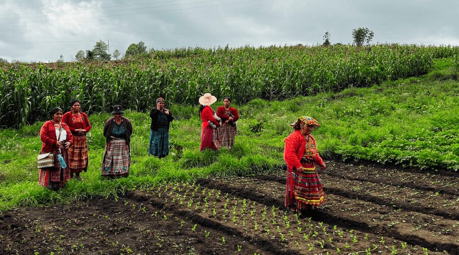 Des paysannes dans une parcelle agricole au Guatemala